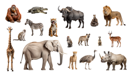 Collage collection of wild animals isolated on transparent white background