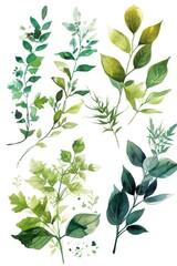 A bunch of green leaves on a white background. Suitable for use in nature-themed designs