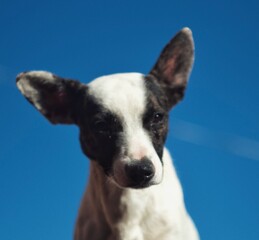 jack russell terrier portrait