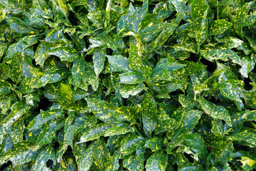 Aucuba Gold Dust Spotted Laurel Evergreen Shrub