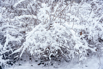Winter background of snow covered plants trees and branches in the city park on cold day. White nature