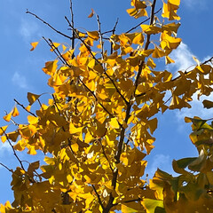 Yellow gingko leaves under blue winter sky