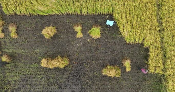 person cropping paddy in field