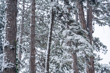 Fototapeta premium Winter background of snow covered plants trees and branches in the city park on cold day. White nature