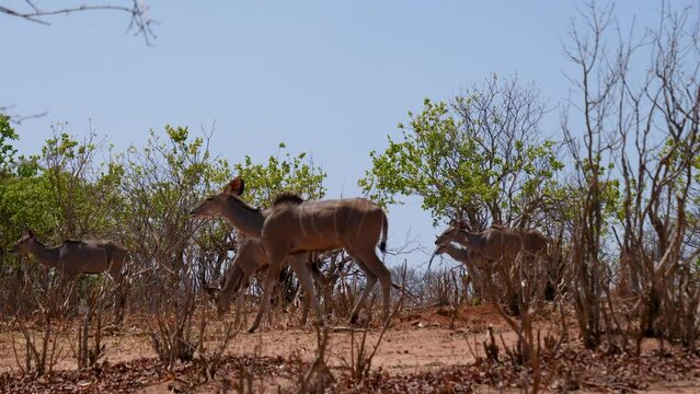 Herd of wild Bongo antelope family they graze with green grass and leaves in bush of African savanna in nature reserve. Dusty sandy red ground in dry period in the savannah