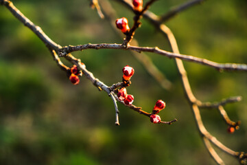 flower buds