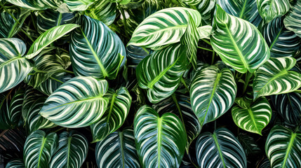 Calathea plant leaves background, showcasing tropical beauty in a vibrant stock photo perfect for versatile designs