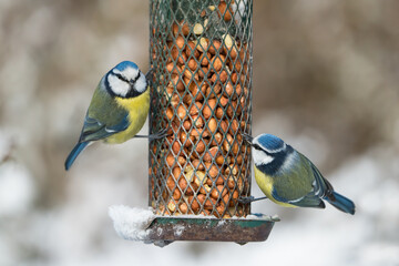 Naklejka premium Two cute blue tit birds sitting on a bird feeder with peanuts in winter with snow and one has eye contact