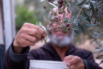 old man collecting olives from tree