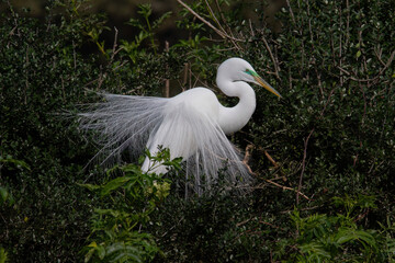 Great Egret in beautiful breeding plumage perched in tree