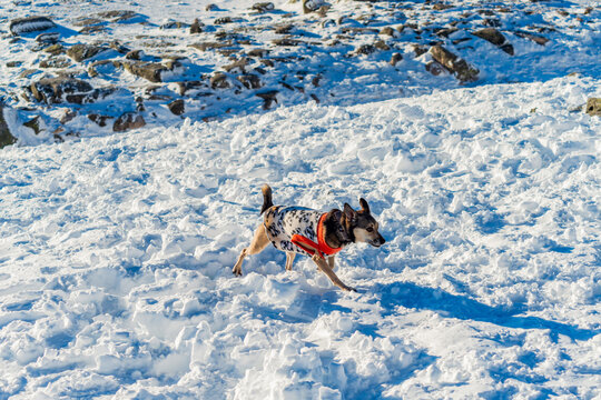 C&atilde;o - Serra da Estrela, primeira neve de 2024