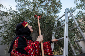 Palestinian female collecting olive from tree wearing traditional clothes