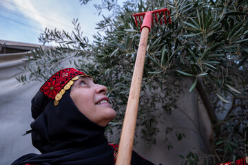 Palestinian female collecting olive from tree wearing traditional clothes