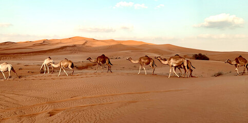 Fototapeta na wymiar Dubai desert, camels