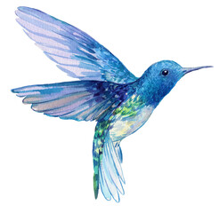 Beautiful Watercolor Hummingbird Bird - 705081038
