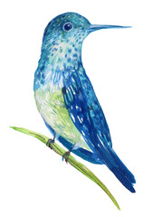 Beautiful Watercolor Hummingbird Bird - 705081067