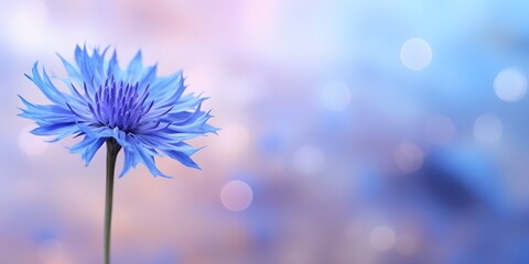 cornflower in front of a blurred colorful background