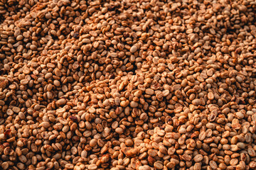 Coffee beans are being dried in a drying plant