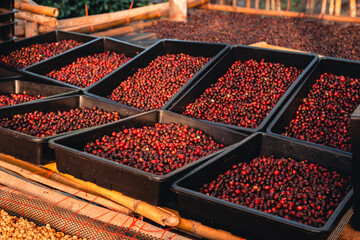 red cherry coffee beans In the basket drying