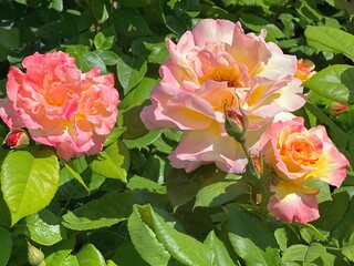 Rose flowers beautiful tea roses delicate pink yellow blossom.
