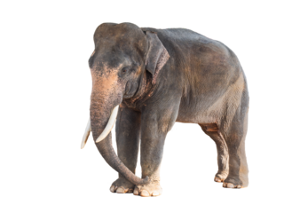 big grey elephant isolated