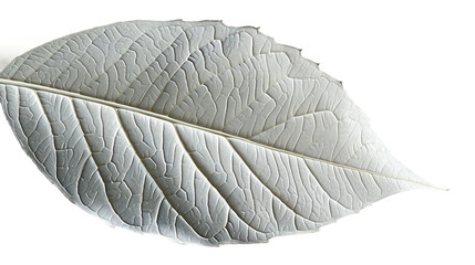 White Leaf on Transparent Background, PNG