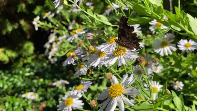 Comma butterfly (Polygonia c-album) moving around on a daisy in Zurich, Switzerland