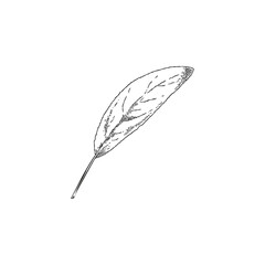 Sage leaf, hand drawn sketch vector illustration, isolated on white