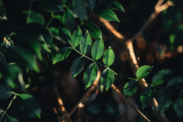 Leaves and trees in the forest at dusk