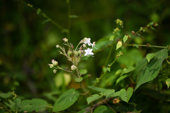 A beautiful wild flower called Clerondendron Viscosum, Clerodendrum Infortunatum blooming in the forest 