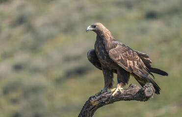 the majestic golden eagle on the trunk