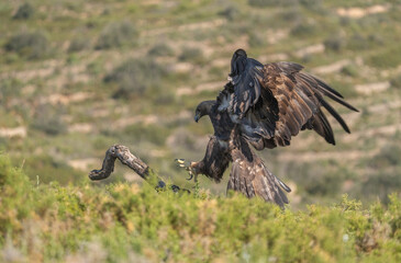the majestic golden eagle on the trunk