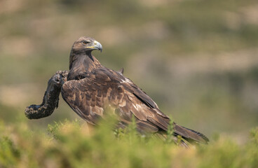 the majestic golden eagle on the trunk
