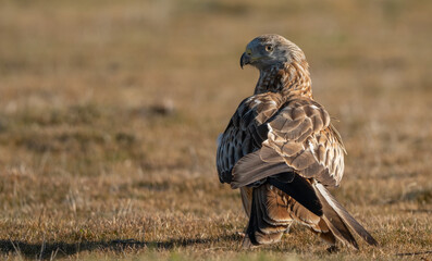 red kite on the ground, spain