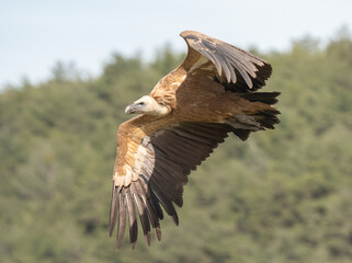 griffon vulture in flight over the ravines