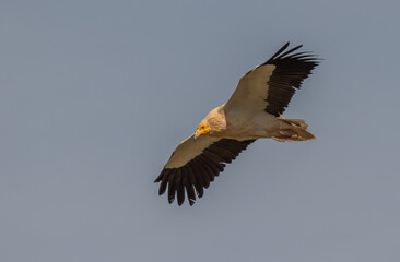 egyptian vulture in flight