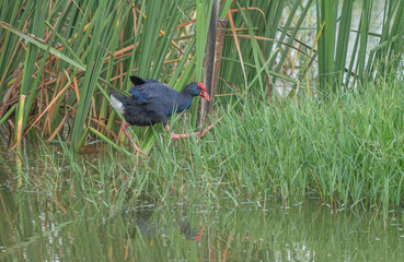 Western Swamphen among the reeds of the marsh	