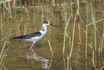 Black-winged Stilt in the lagoon	