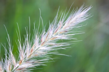 Macro photo White cogon grass, Japanese blood grass, kunai grass, weeds, thatch grass