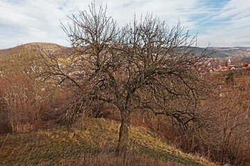 Obraz premium Medieval fortress in Romania, Transylvania.