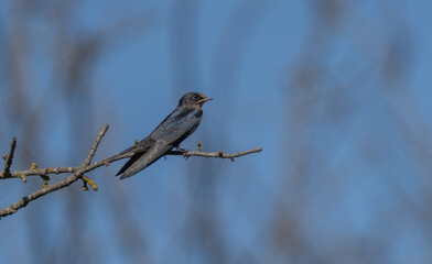 barn sparrow on a branch