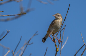 Zitting Cisticola on the branch	