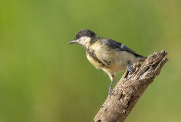 Obraz premium young great tit on the branch 