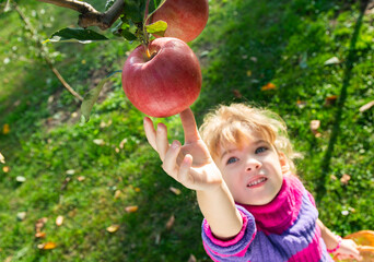 little girl picked ripe apples