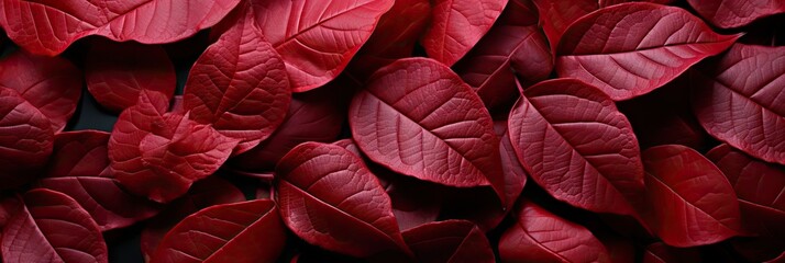 Background of red leaves, natural background and wallpaper, Background group of autumn leaves, Generative AI