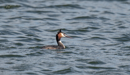 great crested grebe in the mediterranean sea	