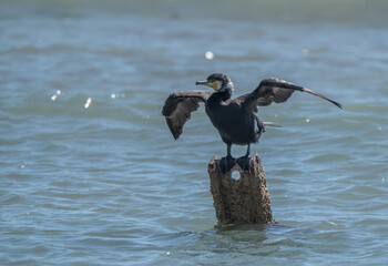 cormorant on the rusty iron in the wild mediterranean beach	