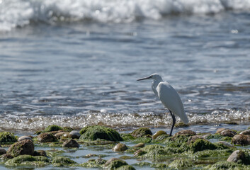little egret looking for some fish in the beach shore
