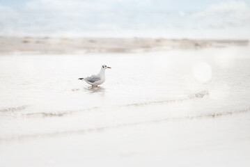 Dänemark Tiere Möwe Reh