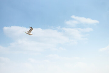 Dänemark Tiere Möwe Reh